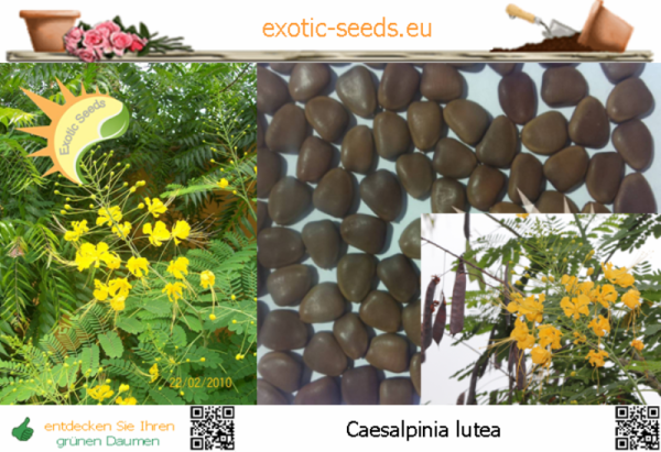 Caesalpinia lutea, Gelber Pfauenstrauch, 10 Samen